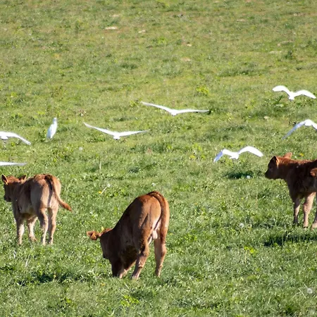 Campagne Charentaise * Saint-Angeau